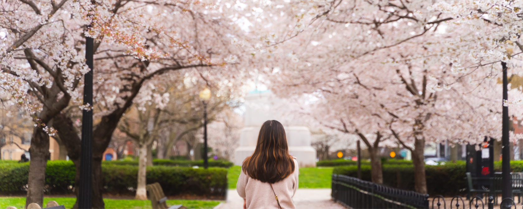 Frau geht unter Kirschblüten