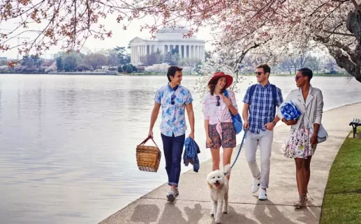 Friends walking along Tidal Basin & cherry blossoms - Spring in Washington, DC
