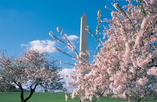 Cherry Blossoms and Washington Monument 