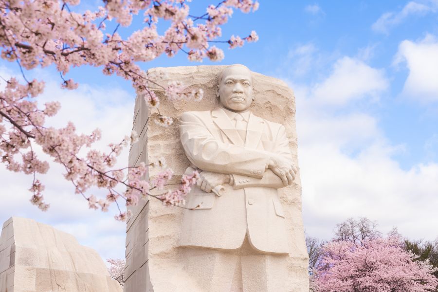 Cherry Blossoms at MLK Memorial