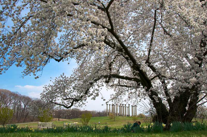 Cherry blossoms at the National Arboretum - Spring in Washington, DC