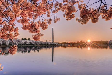 Cherry Blossoms with Washington Monument at Tidal Basin